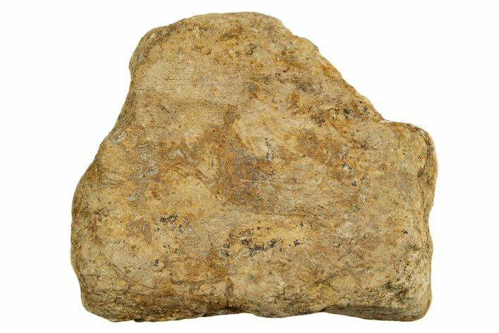 Dinosaur (Triceratops) Frill Shield Section - Montana #338859